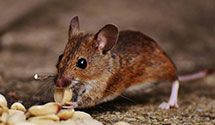 24 Hour & Emergency Exterminators in South Suburban, IL